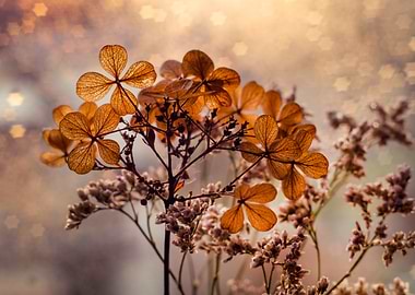 Dried Flowers in Soft Light