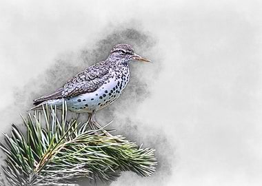 Spotted Sandpiper on Branch