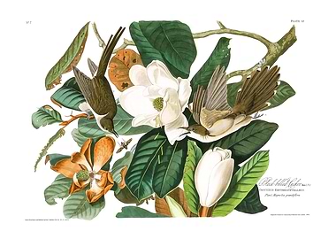 The Birds of America - Black-billed Cuckoo