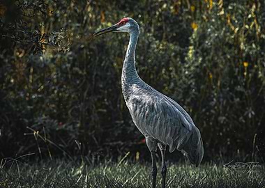 Sandhill Crane in Grass