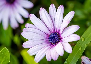 Purple Daisy with Dew Drops