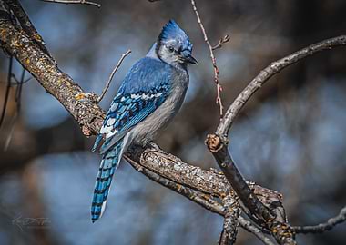 Blue Jay on Branch
