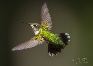 Hummingbird in Flight