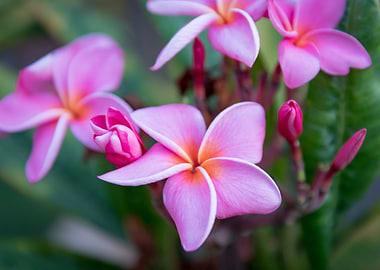Pink Plumeria Flowers
