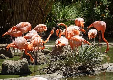 Pink Flamingos in a Pond