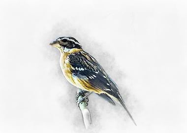 Bird Watercolor Painting