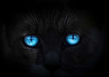 Cat's Blue Eyes