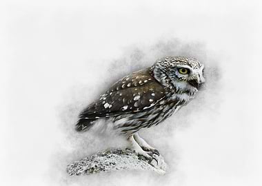 Little Owl Watercolor
