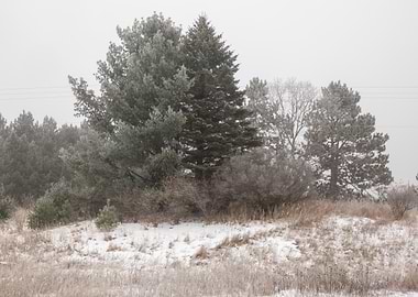 Snowy Forest Clearing