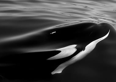 Orca Fin in Water