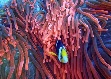 Clownfish in Anemone