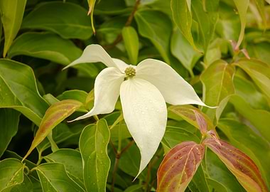 White Flower with Green Leaves