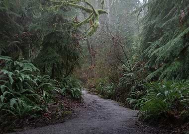 Pacific Northwest Forest Path in Mist
