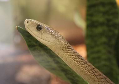 Green Mamba Close-Up