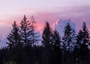 Silhouetted Trees at Sunset
