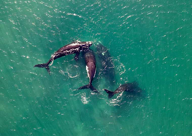 Whale Family in Turquoise Waters
