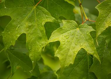 Dewy Maple Leaves