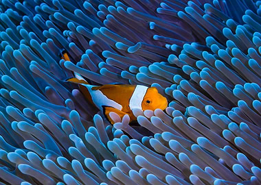 Clownfish in Anemone