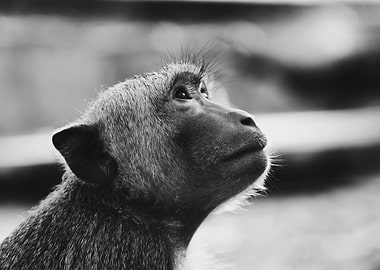 Curious Monkey Portrait
