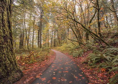 Oregon Autumn Forest Path