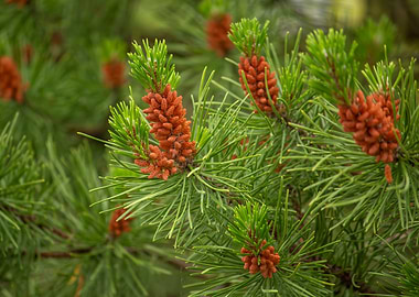 Pine Tree Branch with Cones