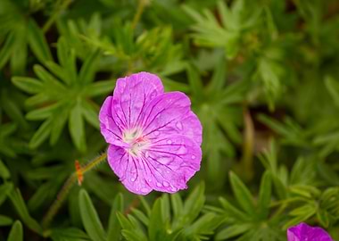 Pink Flower with Dew Drops