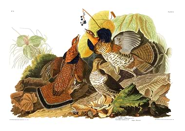 The Birds of America - Ruffed Grouse
