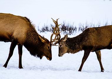 Elk Antlers Clash