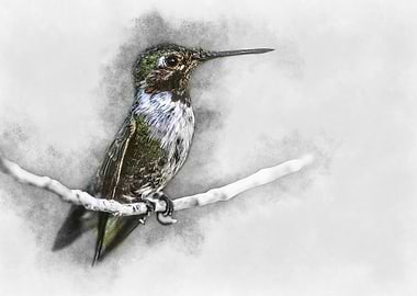 Hummingbird Watercolor