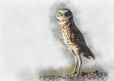 Burrowing Owl Watercolor