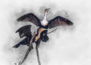 Cormorant Pair on Branch