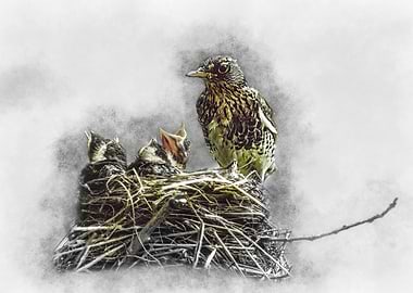 Bird Family Nest