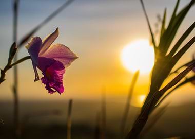 Orchid Sunset