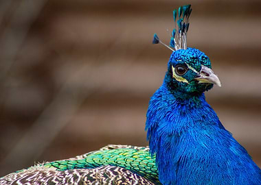 Peacock Portrait