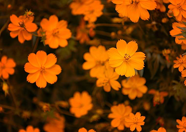 Orange Cosmos Flowers