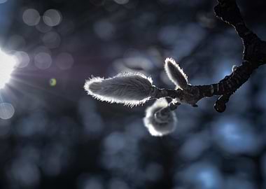 Spring Buds in Sunlight