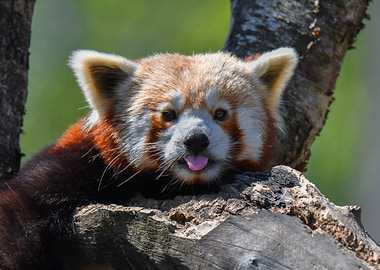 Red Panda on a Branch