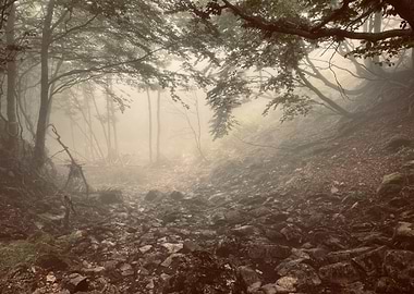Misty Forest Path
