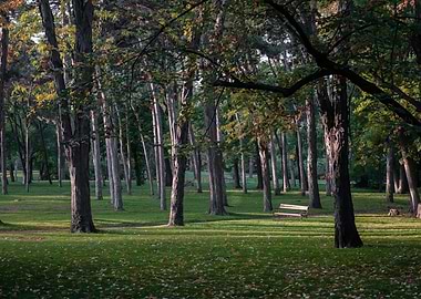 Park Bench in Sunlight