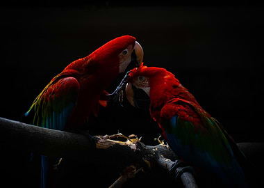 Scarlet Macaws on Branch