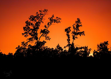 Silhouetted Trees at Sunset