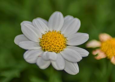 White Daisy Close-Up