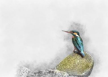 Kingfisher on Rock