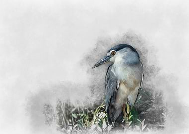 Black-crowned Night Heron Watercolor