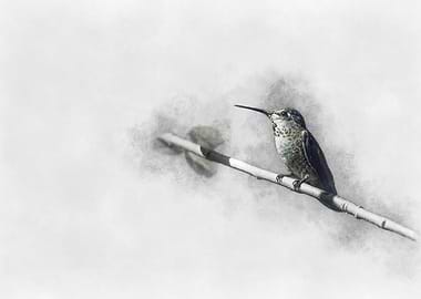 Hummingbird on Branch