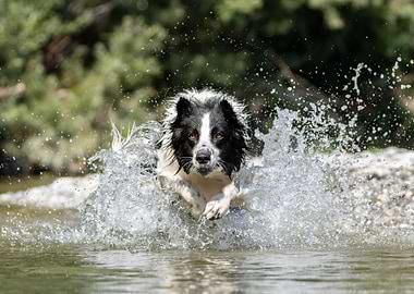 Border Collie Splashing