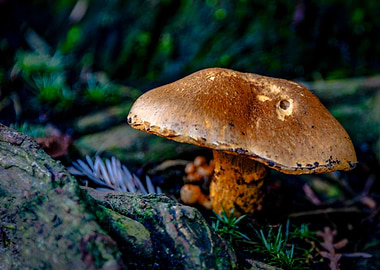 Deathcap Mushroom in Forest
