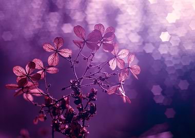 Purple Hydrangea Flower Branch