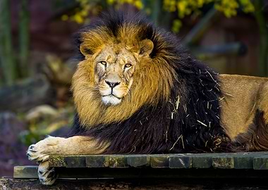 Majestic Lion Portrait