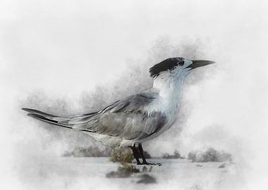 Seabird Watercolor Painting